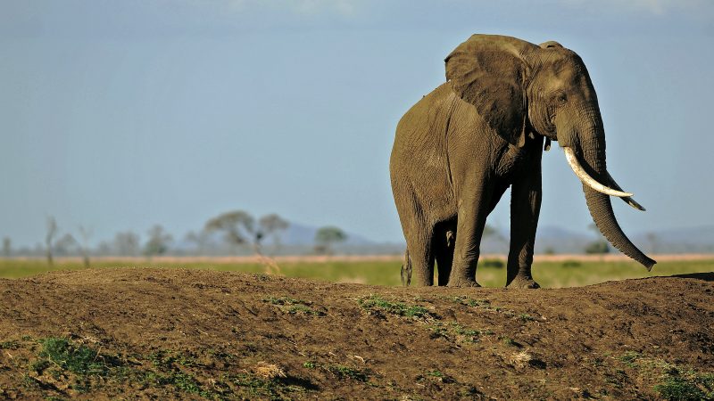 Afrikanische Elefanten werden schneller getötet als sie sich fortpflanzen können