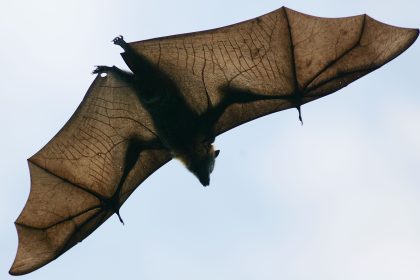 “Batnight” wird 20: Am Wochenende wieder Fledermäuse aus nächster Nähe erleben