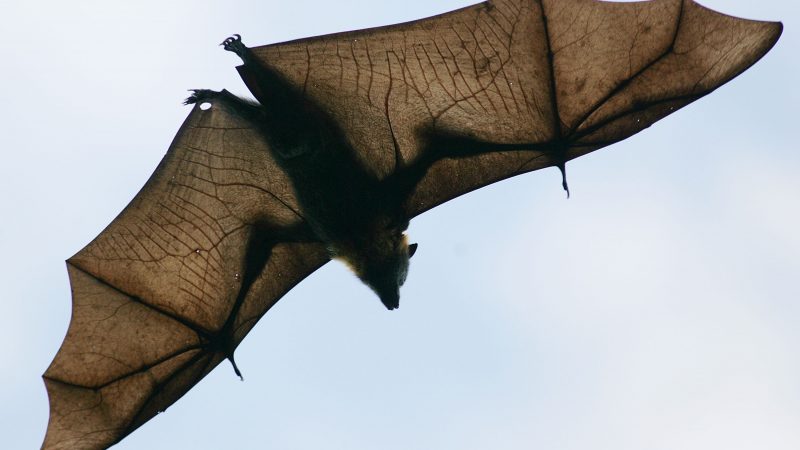 „Batnight“ wird 20: Am Wochenende wieder Fledermäuse aus nächster Nähe erleben