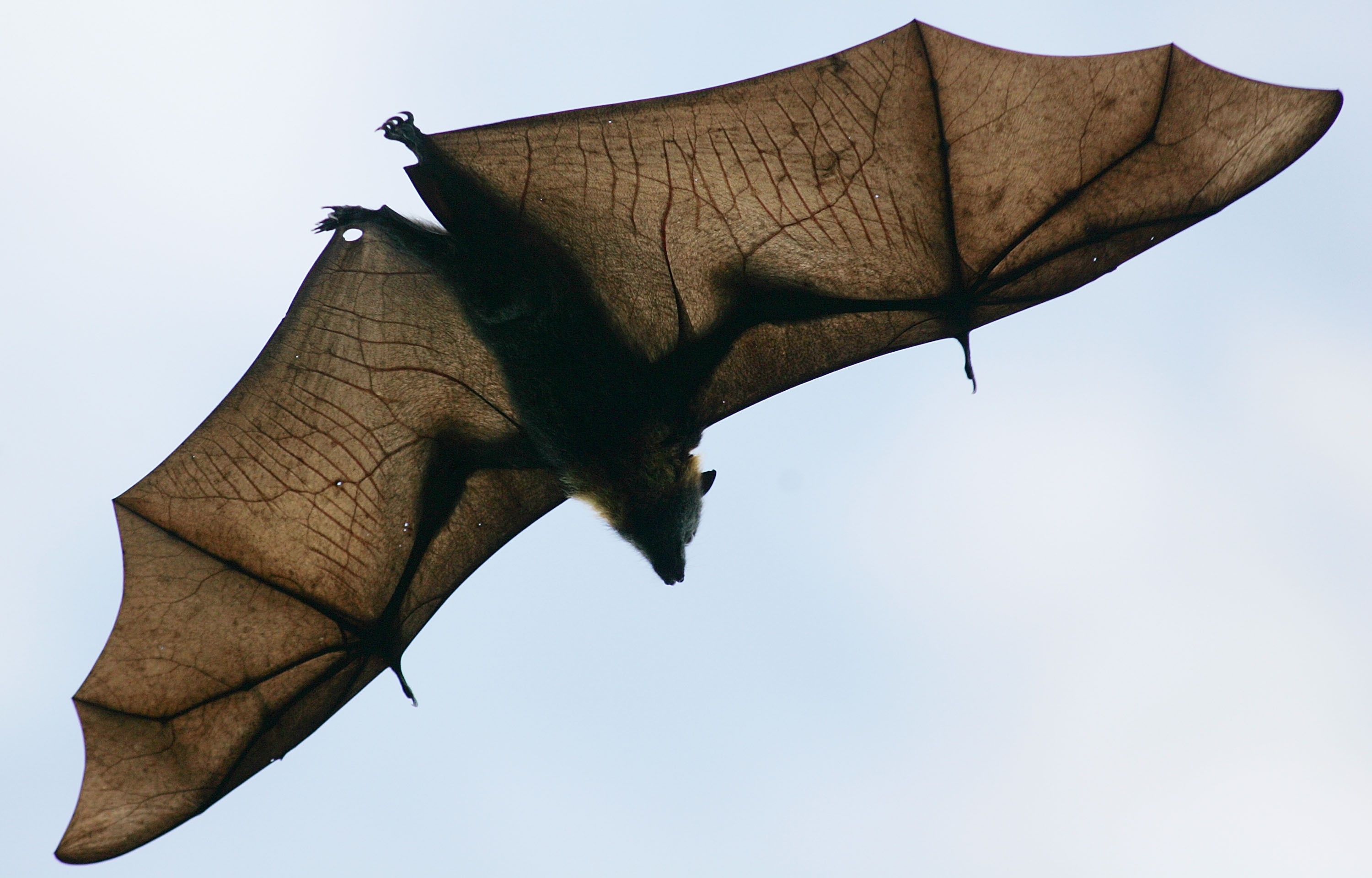 „Batnight“ wird 20: Am Wochenende wieder Fledermäuse aus nächster Nähe erleben