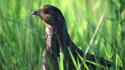 Europas Feldvögeln geht es immer schlechter – Naturschützer fordern Richtungswechsel in Agrarpolitik