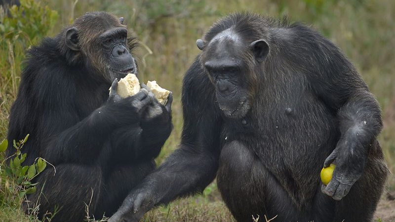 Linda und das liebevolle Herz der Schimpansen – Ein wunderbares Wiedersehen
