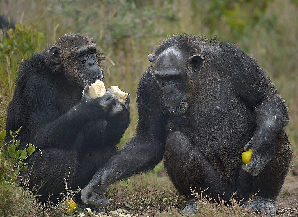 Schimpansen Foto: TONY KARUMBA/AFP/Getty Images