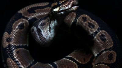 Polizei fängt Teppichpython in Schleswig-Holstein