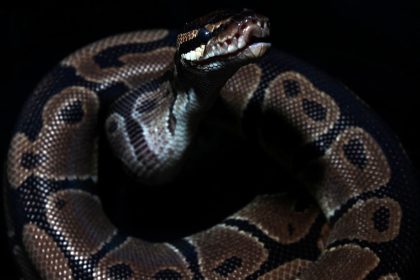 Polizei fängt Teppichpython in Schleswig-Holstein