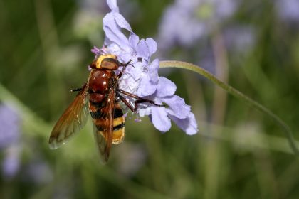 Dramatisches Insektensterben in Deutschland – mit unbekannten Folgen