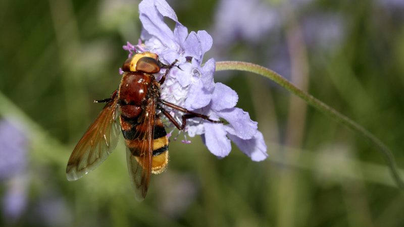 Dramatisches Insektensterben in Deutschland – mit unbekannten Folgen