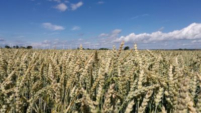 Als Ackerland genutzte Fläche in Deutschland bleibt 2016 konstant