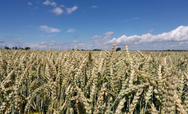 Regierung prüft Importverbot für verbotene gentechnische US-Weizensorte