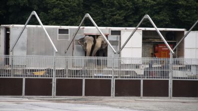 Zirkus Charles Knie ohne Elefanten und Tiger in Kiel: Tierschützer sehen Anzeichen für Umdenken