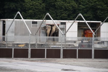 Zirkus Charles Knie ohne Elefanten und Tiger in Kiel: Tierschützer sehen Anzeichen für Umdenken