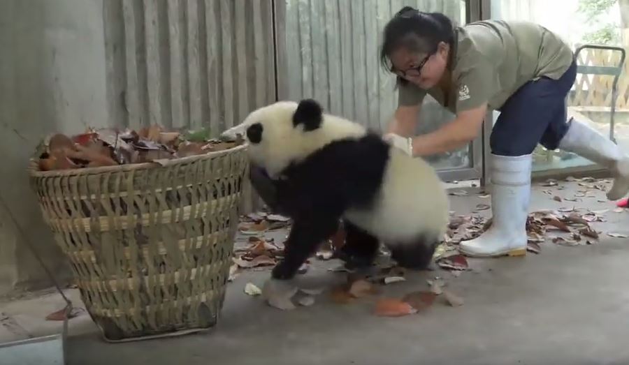 Was würdest Du als Panda machen, wenn dein Gehege gesäubert wird?