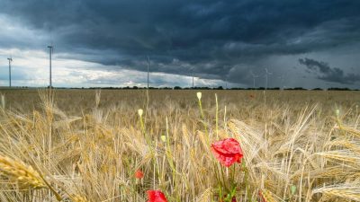 Zu viel Regen: Bauern bangen um weitere Ernte