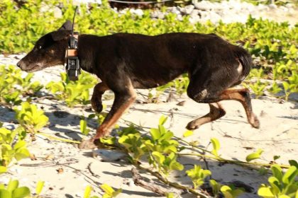 Mit Gift-Dingos und Viren: Australiens Kampf gegen Plagen