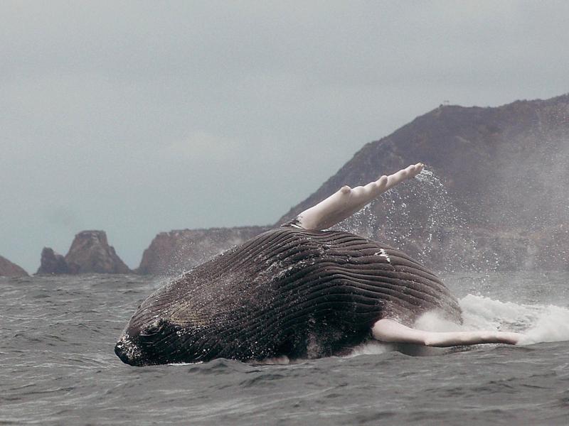 Schiffslärm stört Buckelwale bei der Nahrungssuche