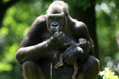 Gorilla in den USA wegen Grauem Star operiert