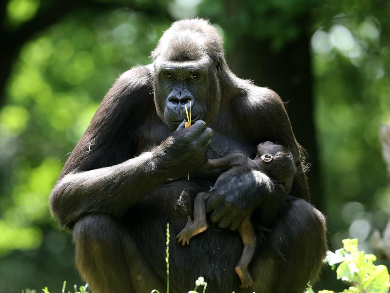 Gorilla in den USA wegen Grauem Star operiert