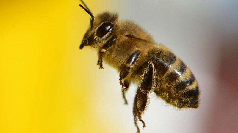 In US-Bienenfarmen gedeihen gefährliche Milben – Pestizide und Milben machen den Bienen den Garaus