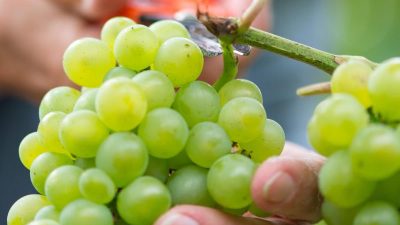 Weinlese in Deutschland: Winzer erwarten geringere Ernte