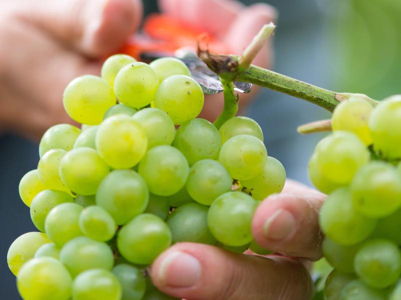 Weinlese in Deutschland: Winzer erwarten geringere Ernte