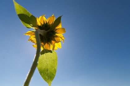 Hoch „Leo“ heizt ein: 25 Grad