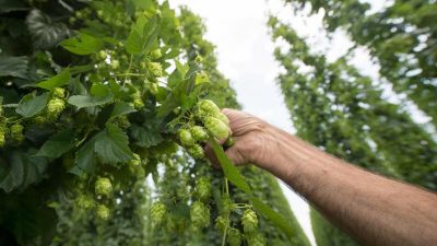 Gute Aussichten für Hopfenernte in Bayern