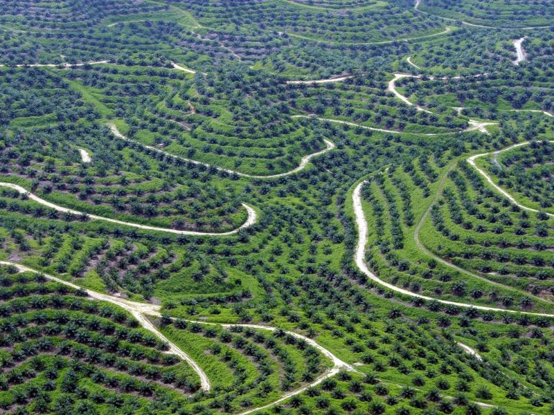 Bei Abholzung: Auch Ersatz von Palmöl kann Umweltprobleme verschärfen