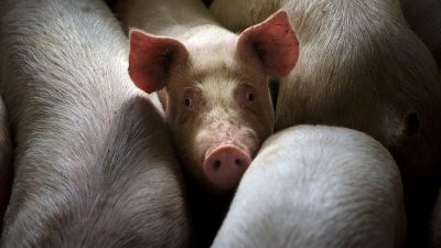 Schweine fressen sich gegenseitig: Führende Agrarfunktionäre räumen Tierschutz-Verletzungen ein