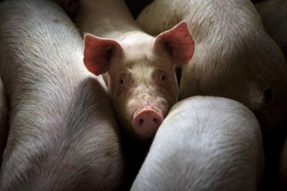 Schweine fressen sich gegenseitig: Führende Agrarfunktionäre räumen Tierschutz-Verletzungen ein