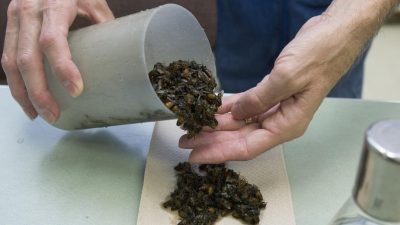 Gift gegen Zika tötet Millionen Bienen – Imker in South Carolina stehen vor dem Nichts