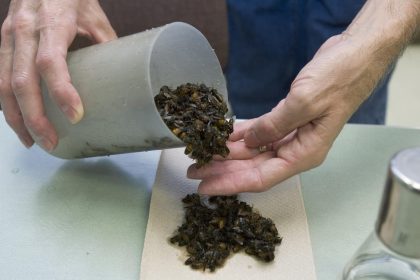 Gift gegen Zika tötet Millionen Bienen – Imker in South Carolina stehen vor dem Nichts