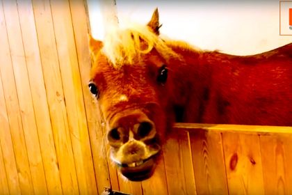 Die Spezialbehandlung: Winziges Pferd leidet unter Zwergwuchs