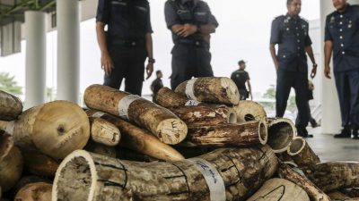 Viel weniger Elefanten in Afrika als gedacht