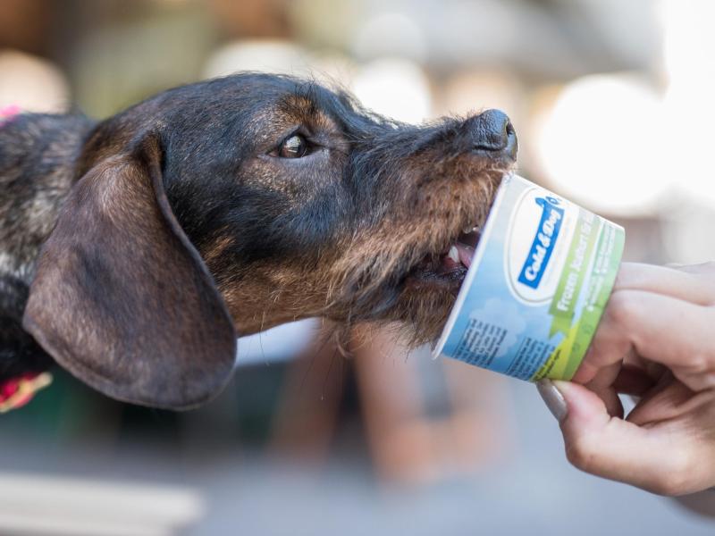 Eis mit Wildlachs-Geschmack – aber nur für Hunde