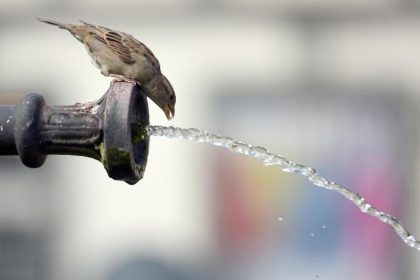 Weltwasserforum: Naturnahe Lösungen gegen Wasserkrise gesucht