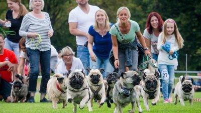 Möpse und Bulldoggen laufen um die Wette