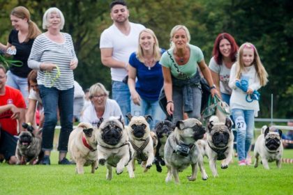 Möpse und Bulldoggen laufen um die Wette
