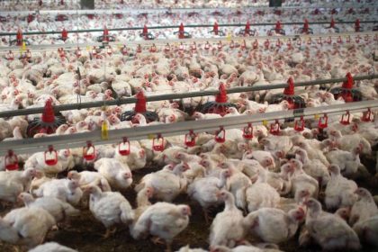 Ist industrielle Geflügelhaltung Auslöser für Vogelgrippe H5N8?