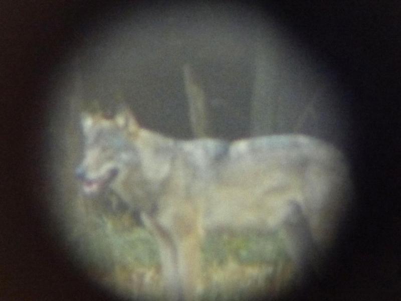 Wolf in Rheinland-Pfalz gesichtet
