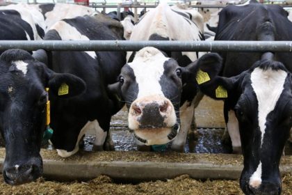 Corona-Krise: Deutsche Milchbauern warnen vor Höfesterben