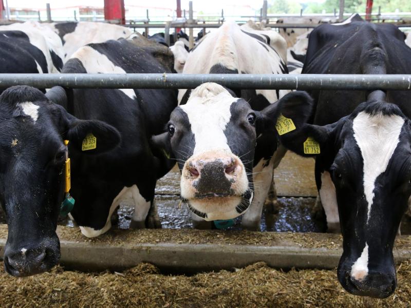 Corona-Krise: Deutsche Milchbauern warnen vor Höfesterben
