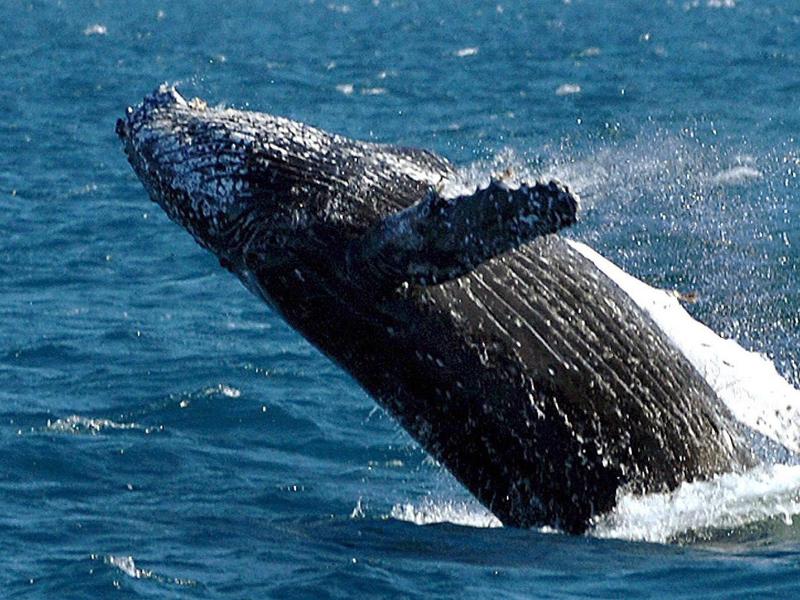 IWC vereinbart strengere Kontrolle wissenschaftlicher Wal-Jagden