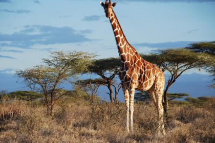 Aus 1 mach 4: Giraffen artenreicher als angenommen