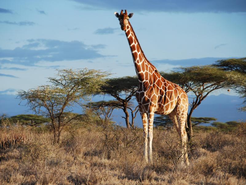 Aus 1 mach 4: Giraffen artenreicher als angenommen