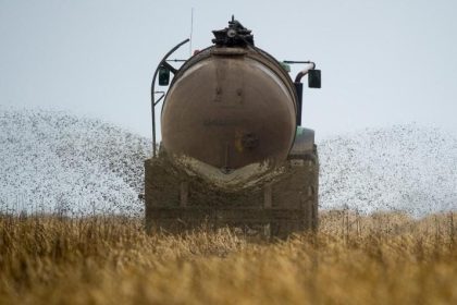 Zahl der Gülle-Unfälle besorgniserregend – Intensive Tierhaltung gefährdet Gewässer