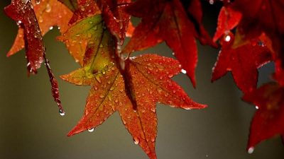 Hitzewelle vorbei – Der Herbst ist da