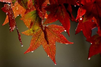 Wenn Regen fällt… – Von Arthur Uhl