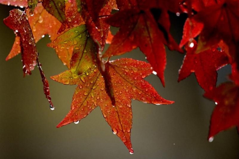 Wenn Regen fällt… – Von Arthur Uhl