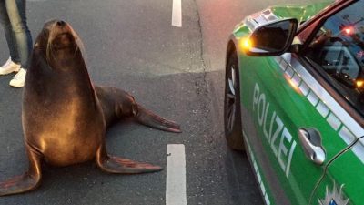 Seelöwe Charly unternimmt Spaziergang im Berufsverkehr