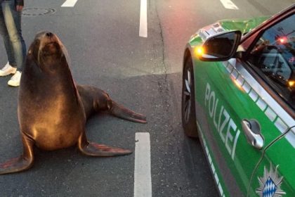 Seelöwe Charly unternimmt Spaziergang im Berufsverkehr